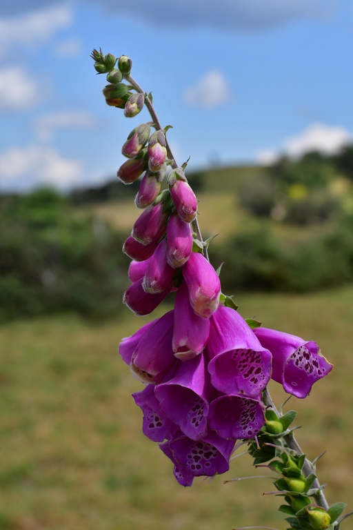 2020-01 Colombia/Guatavita/DSC_3187.JPG